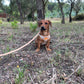 Cork Dog Harness & Leash Set for Small Dogs -Comfortable L-872-2