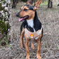 Cork Dog Harness & Leash Set for Small Dogs -Comfortable L-872-10