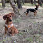 Cork Dog Harness & Leash Set for Small Dogs -Comfortable L-872-4